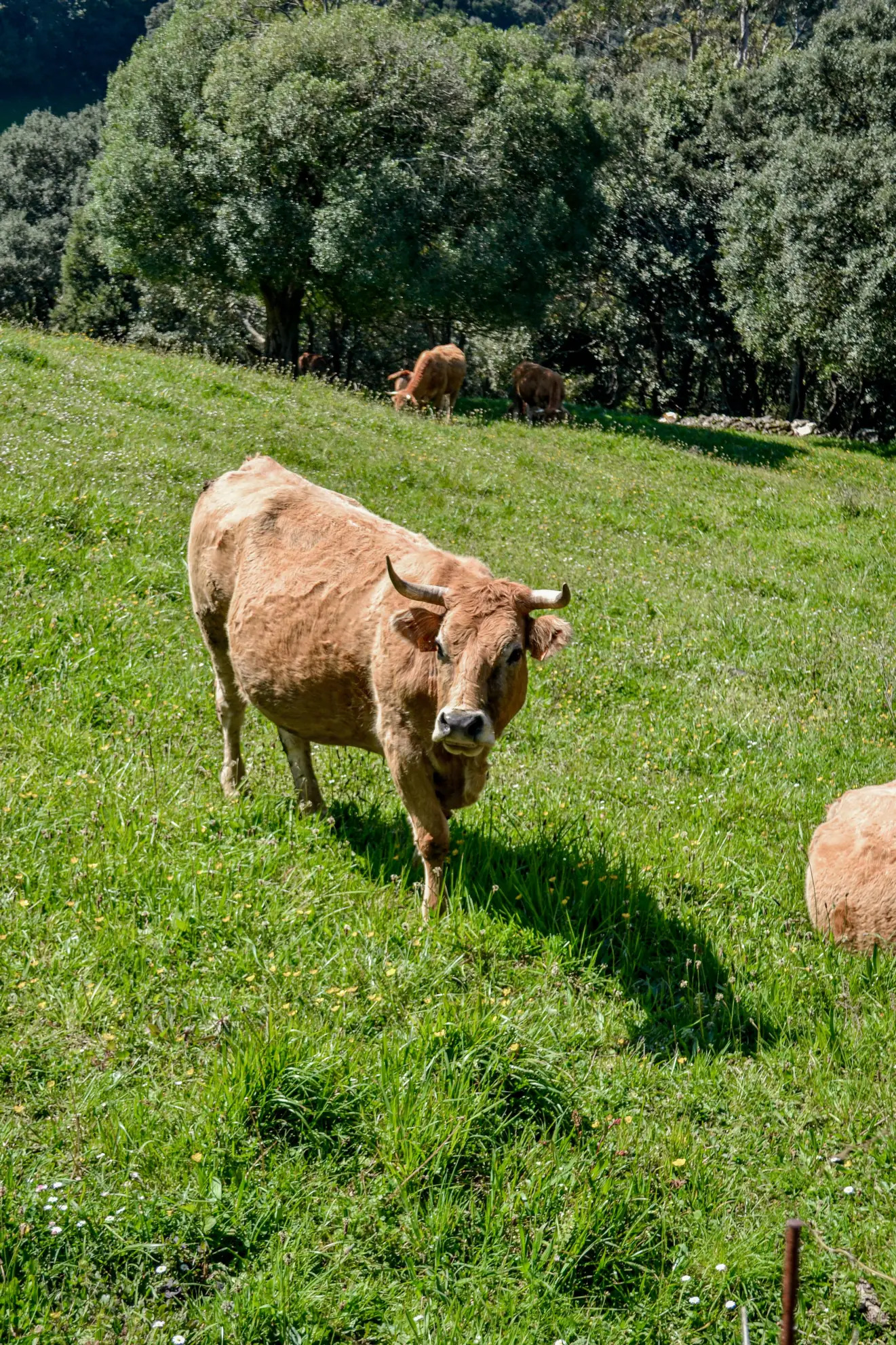 vaca